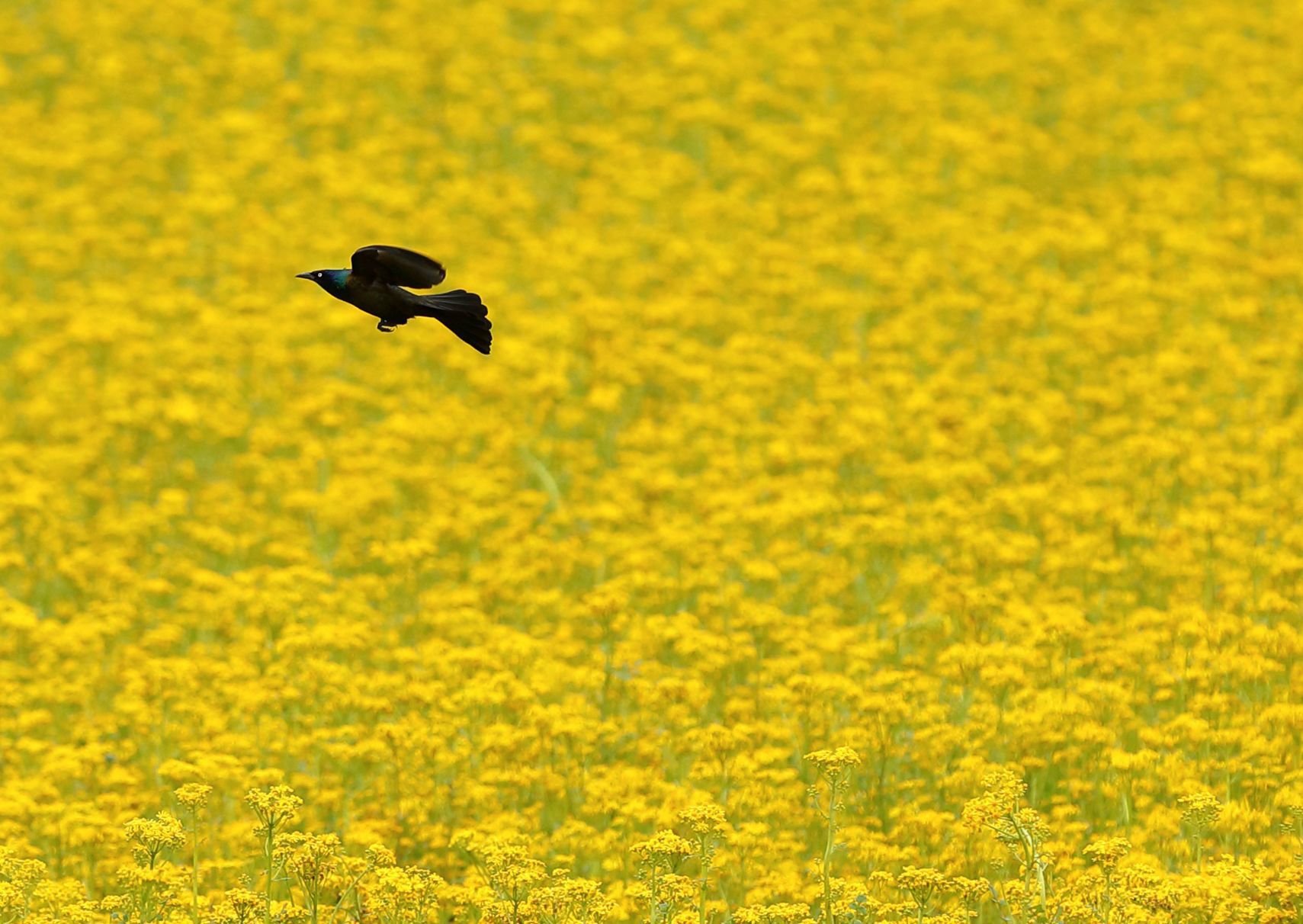 Bird in flower field